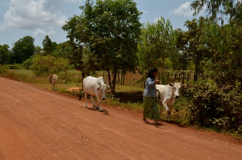 羅洛斯遺址 Roluos Group 羅來寺 Lolei 牛