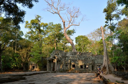 塔普倫寺 Ta Prohm