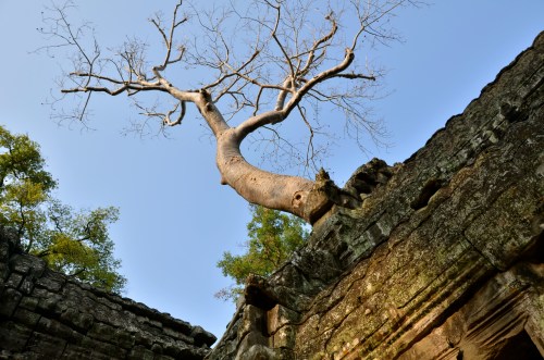 塔普倫寺 Ta Prohm