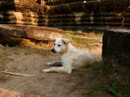 小吳哥 Angkor Wat 日出 狗