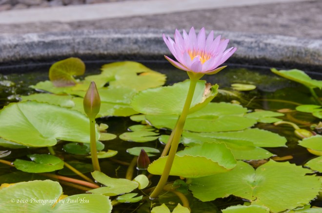 Borobudur 2016-05-14-2